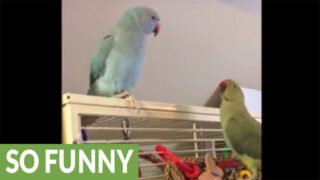 Parakeet Brothers