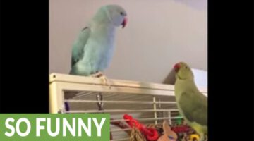 Parakeet Brothers