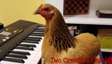 Patriotic Chicken Playing Keyboard Piano