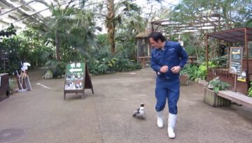 Penguin Chases a Japanese Zookeeper