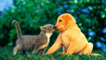 Puppies and Kittens Best Friends Compilation 2015