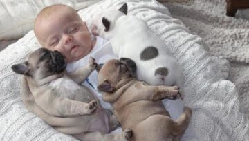 Puppies Napping With Babies