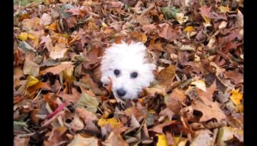 Puppies Playing in Leaves Compilation