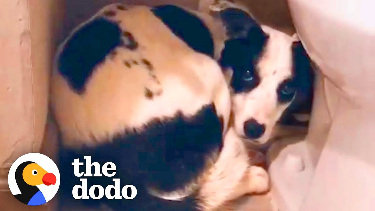 Rescue Dog Hides In The Bathroom For 12 Days