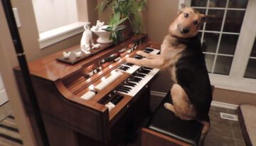 Rescue Dog Turns on Piano and Plays It