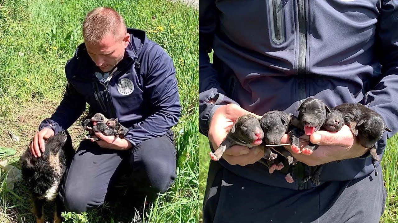 Rescue of Abandoned Mama Dog and Her Newborn Puppies