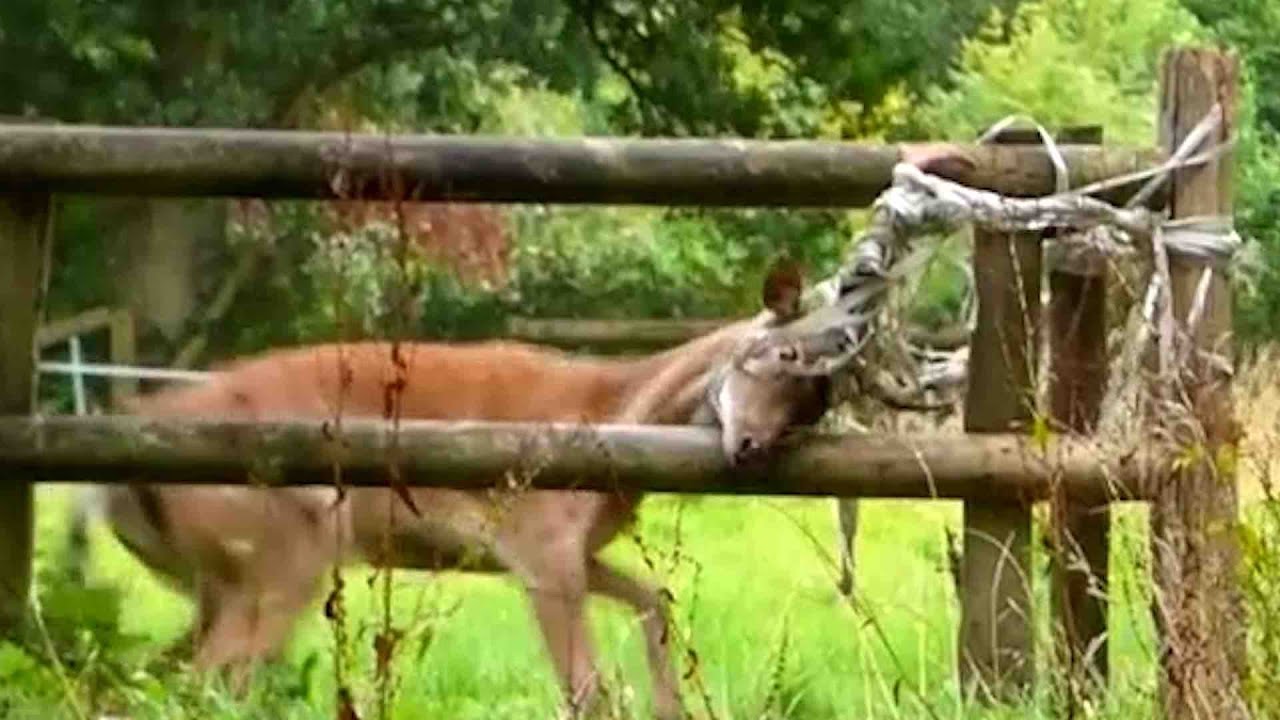 Rescues Only Had 30 Minutes To Save This Deer