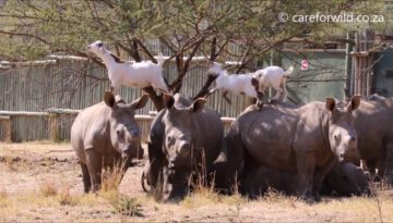 Rhinos and Goats Have a Unique Friendship