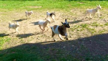 Running with Baby Goats