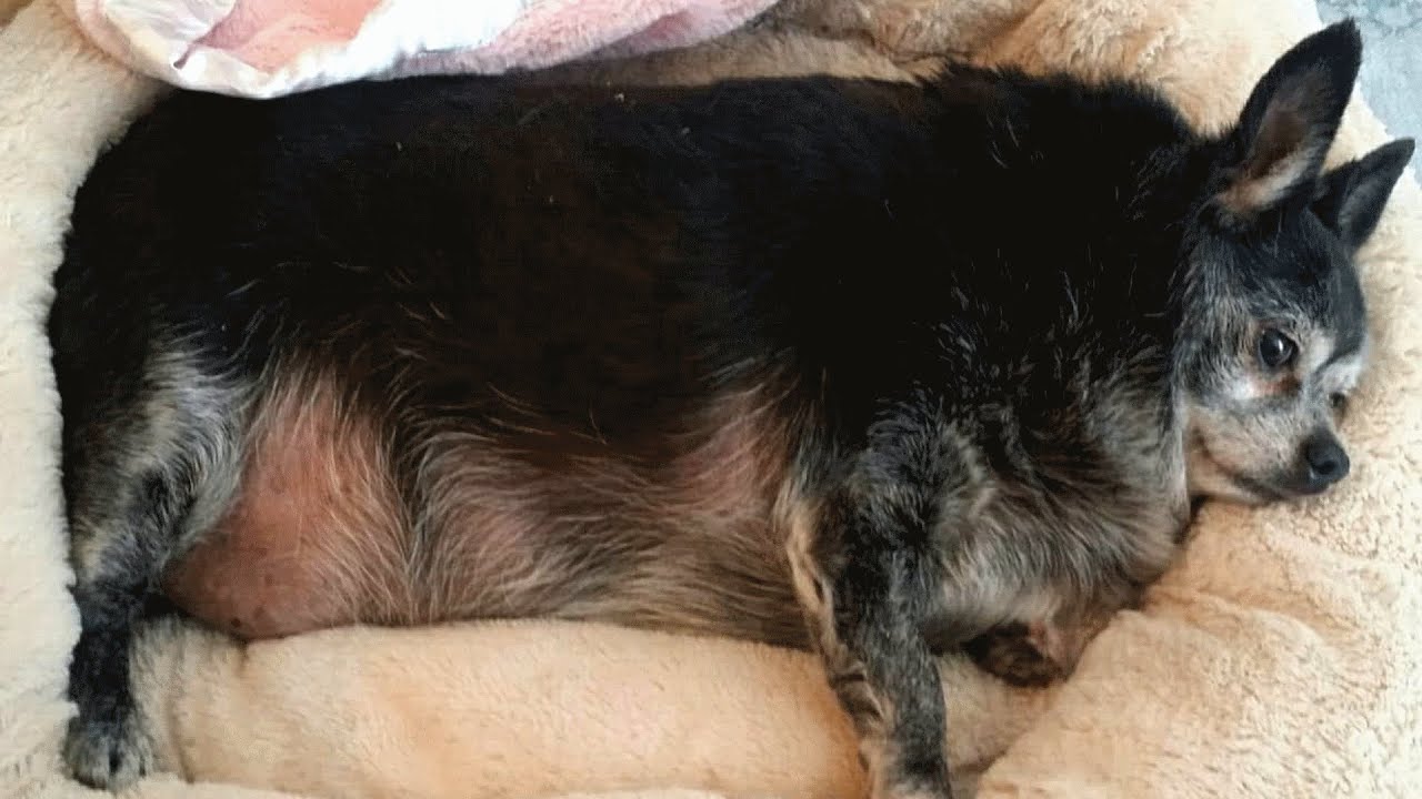 Senior chihuahua was sad and obese. So this woman adopted him.