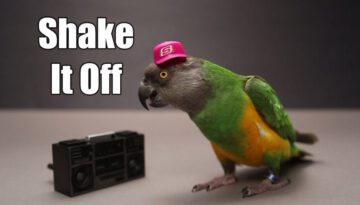 Shake It Off Parroty – Kili Swift Dancing Parrot