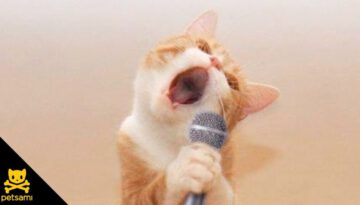 Singing Cat – Bob Seger – Old Time Rock N’ Roll