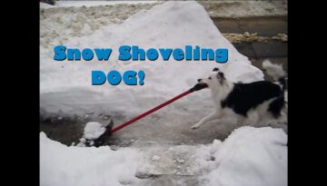 Snow Shoveling Dog