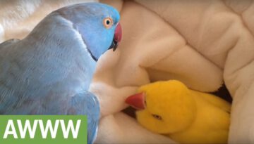 Snuggling Parrot Has a Hard Time Getting out of Bed