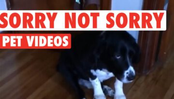 Sorry Not Sorry Pets Video Compilation 2016