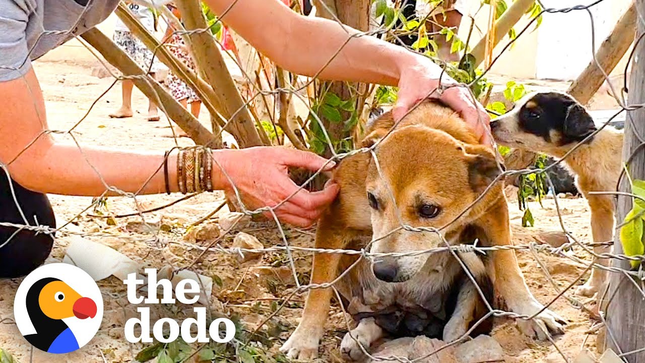 Stray Senior Dog Stayed Under A Tree To Hide From Humans