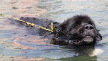 Super Swimmer Dogs Save Lives