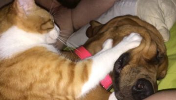 The Art of Romance as Told by Cats and Dogs