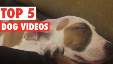 Top 5 Funny Dogs Compilation – Feb 26 2016