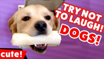 Try Not to Laugh at These Funny Dogs