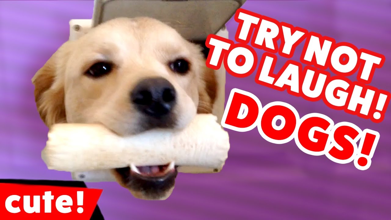 Try Not to Laugh at These Funny Dogs - 1Funny.com