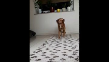 Two Dogs Perform Unbelievable Balancing Trick