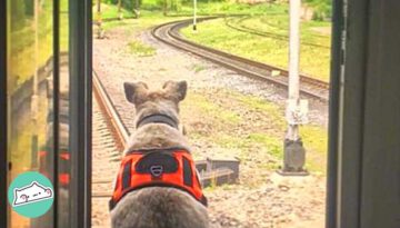 Ukraine Railway Dog Helps Passengers Flee