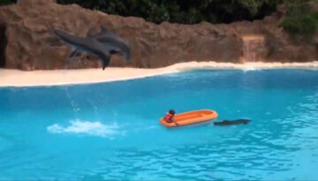 Amazing Dolphin Show