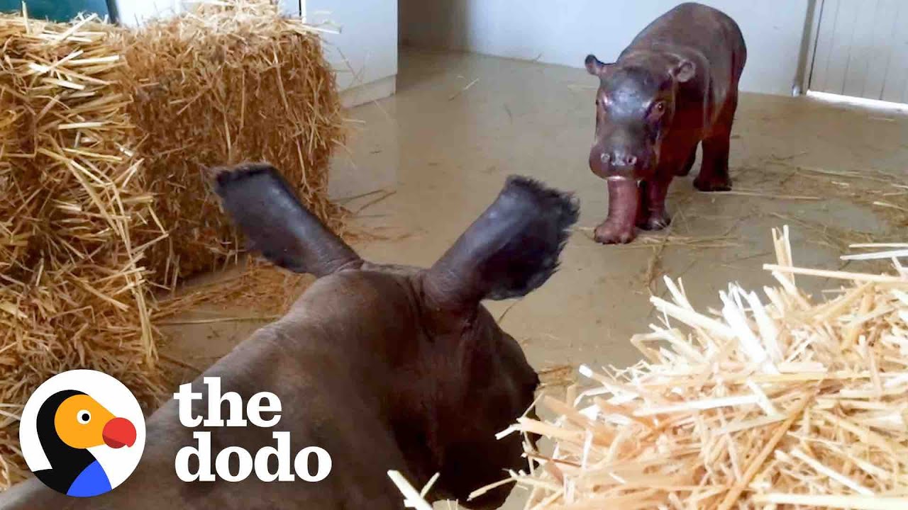 Baby Hippo Raised By Rhinos Meets A Hippo…