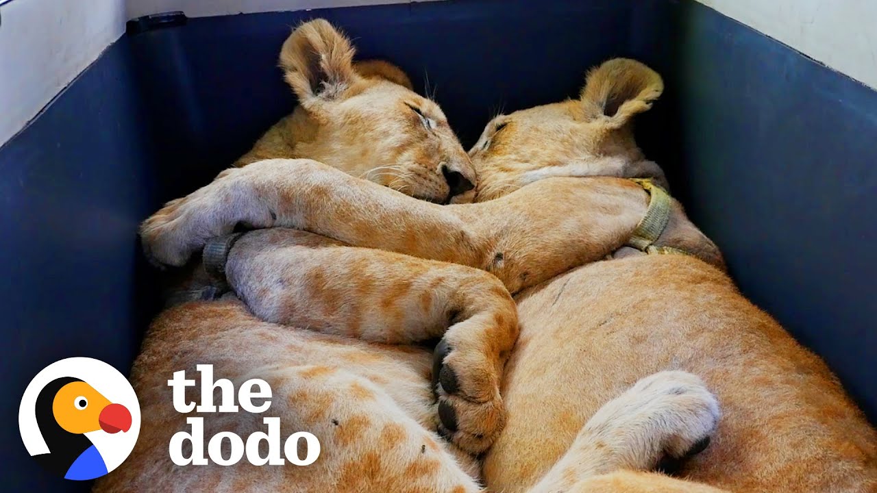 Baby Lions Are Rescued From A Living Room