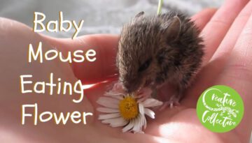 Baby Mouse Eating a Flower