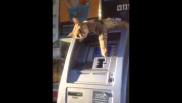 Cat Guards an ATM