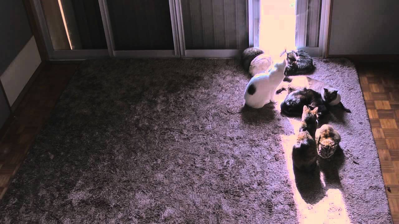 Cats Finding a Sunny Spot