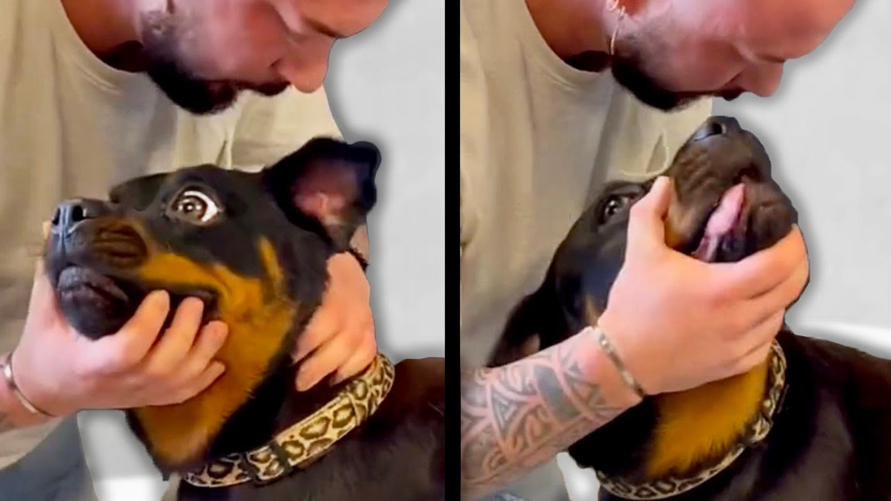 Chiropractor Cracks Dog’s Neck