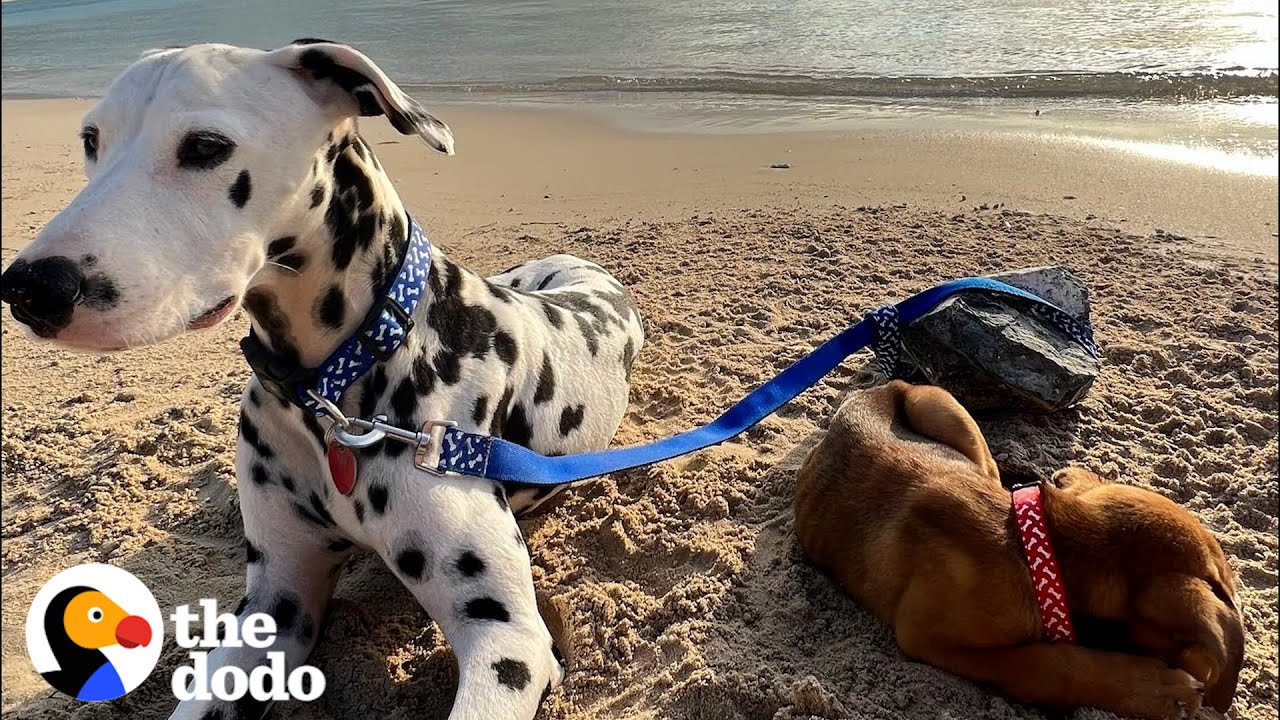 Dalmatian Rescues An Abandoned Puppy In The Middle Of Nowhere