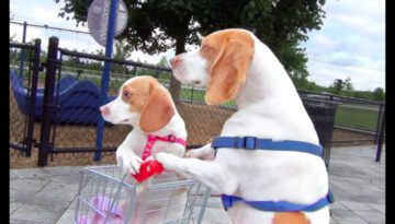 Dog Takes Puppy on Journey in Shopping Cart