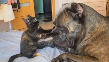 Dogs Just Want to Be Friends with Cats