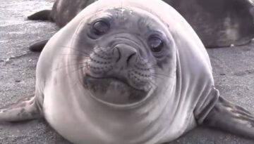 Friendly Baby Elephant Seal