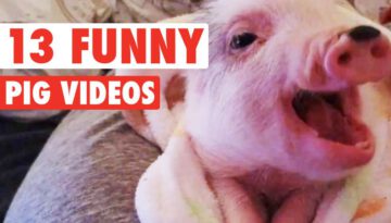 Funny Pigs Compilation