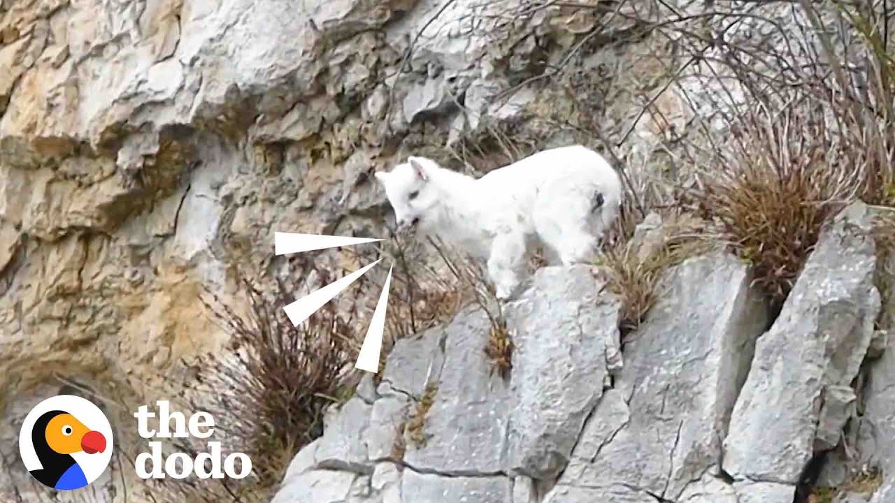 Goat Mom Waits for Baby to be Rescued from Cliff