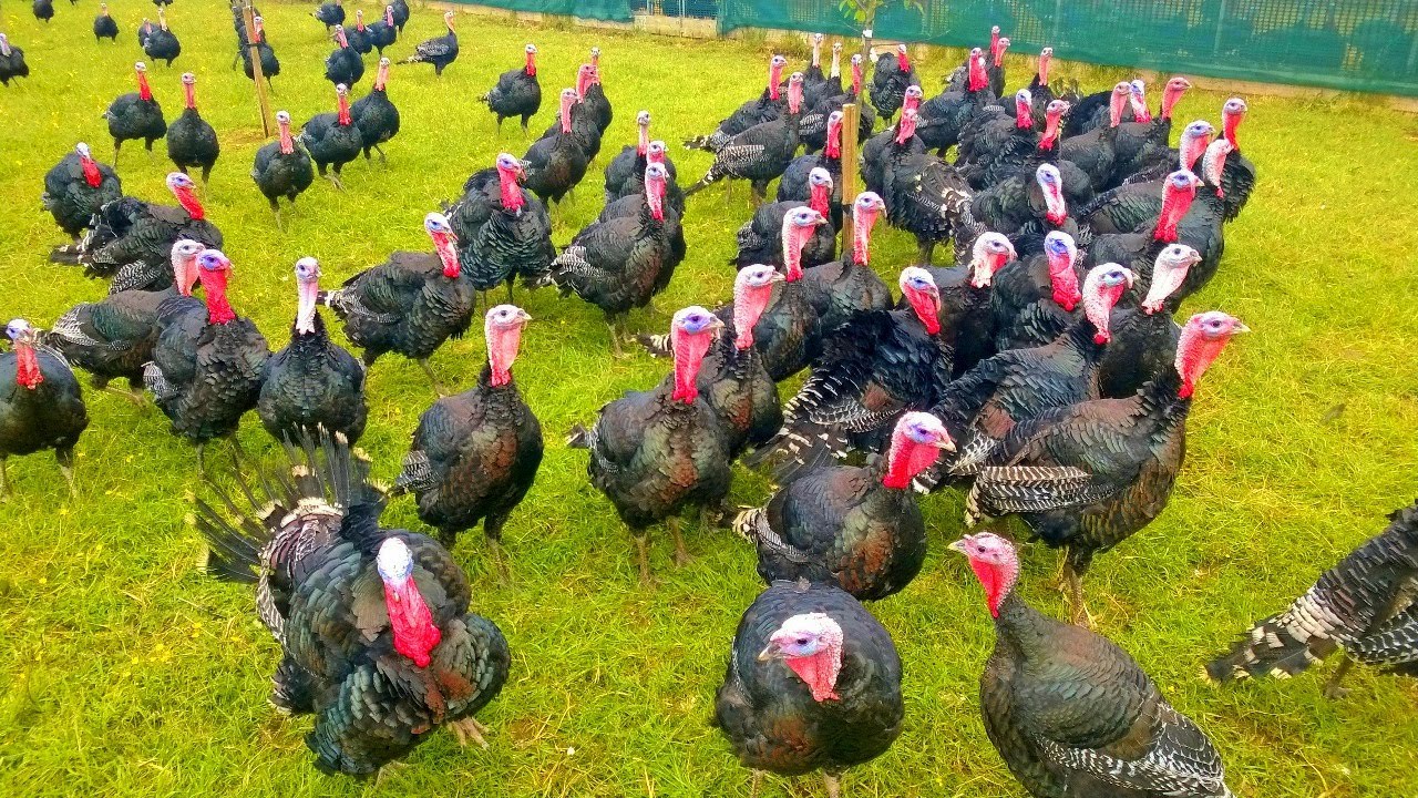 Gobbling Turkeys