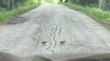 How Woodcocks Cross the Road