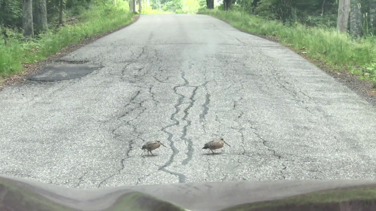 How Woodcocks Cross the Road