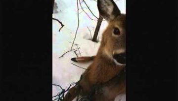 Hudson Cop Rescues Deer