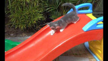 Kittens on Slides – Compilation
