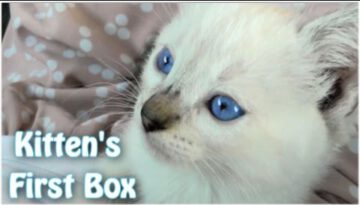 Kitty’s First Cardboard Box