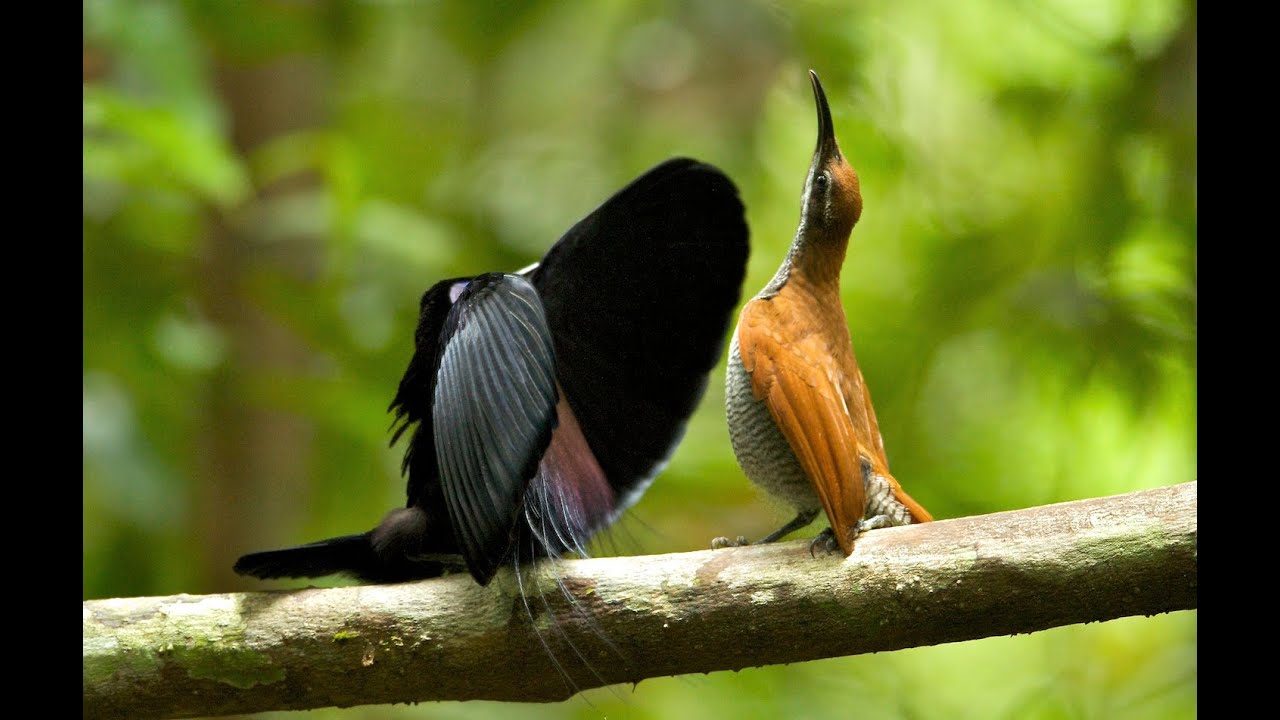 Magnificent Riflebird