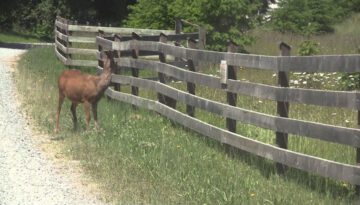 Mom and Baby Deer Get Separated by Fence