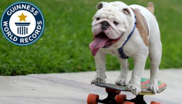 Otto the Skateboarding Bulldog