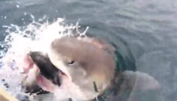 Shark Snatches Fish from a Fisherman!